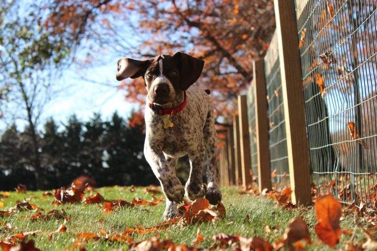How Much Exercise Does a German Shorthaired Pointer Need?