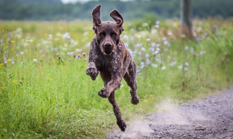 How Big Do German Shorthaired Pointers Get? Size, Weight, and Growth Guide