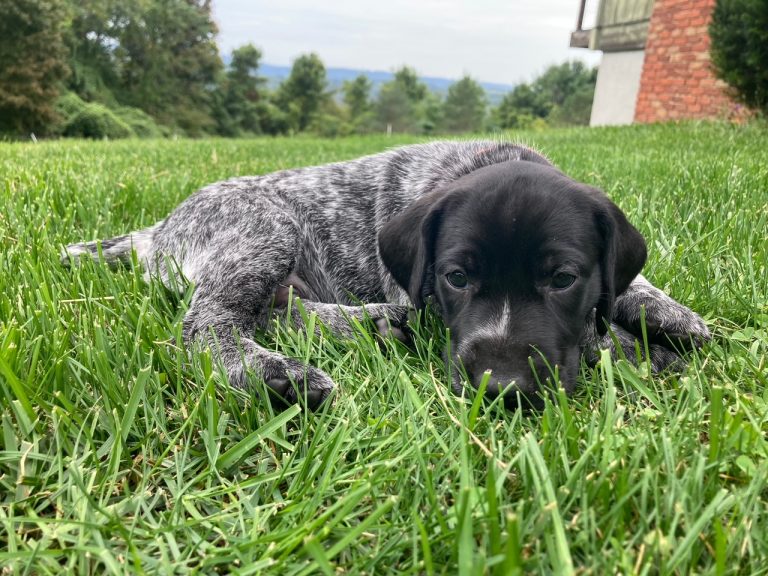 How Do You Know If a GSP Puppy Has Worms? (Signs and What to Do)