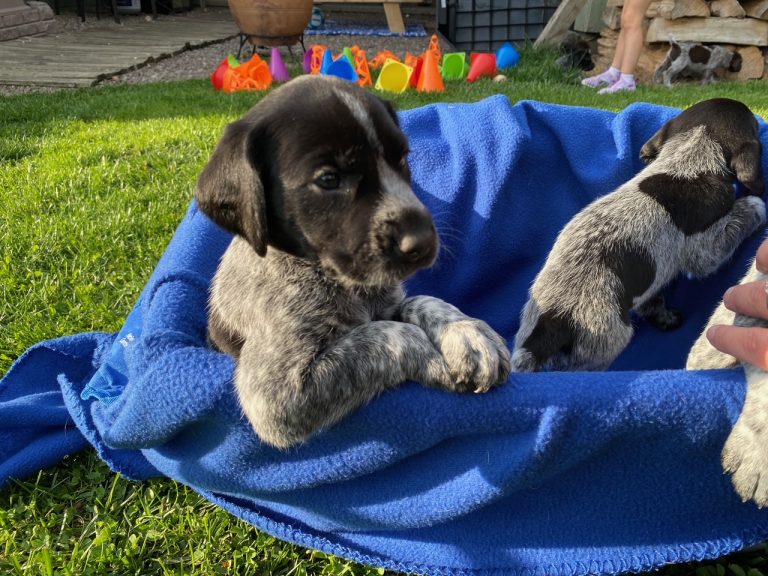 When Should You Start Training a GSP Puppy? (Don’t Start Too Late)