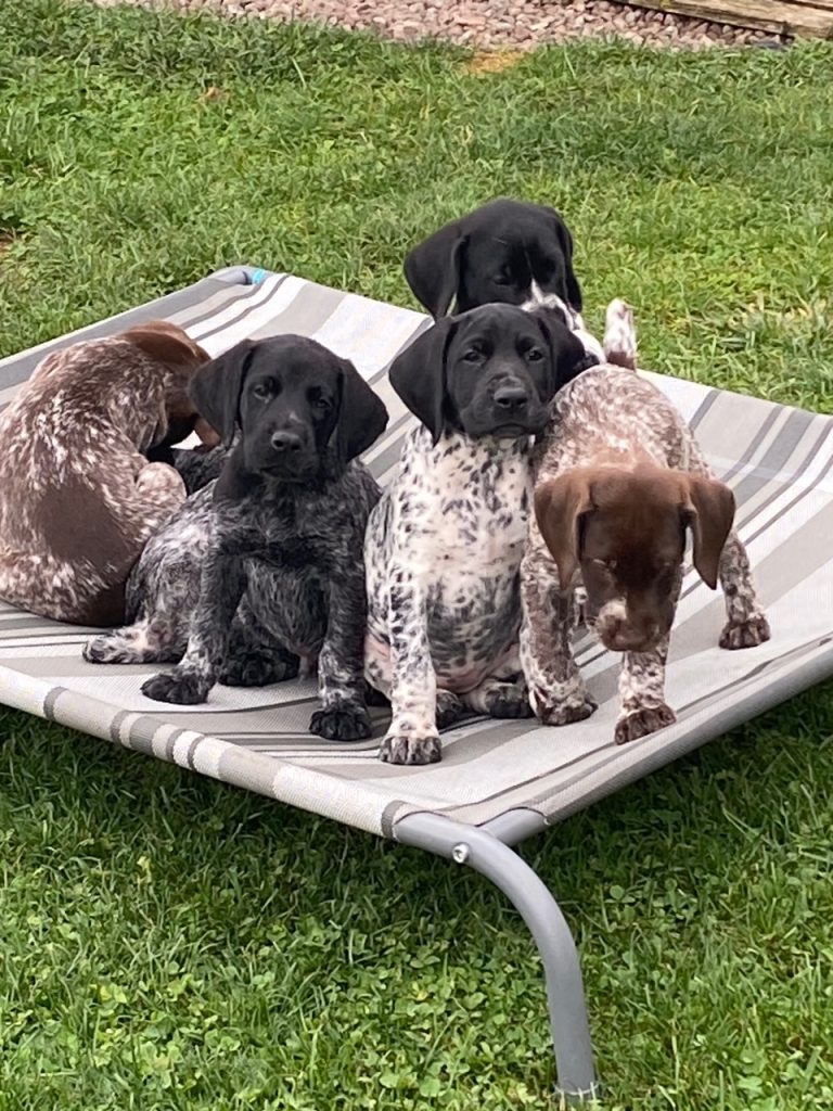 Best Puppy Whistles for GSP Training (Recall, Field & Yard Work)