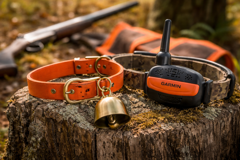 German Shorthaired Pointer wearing an upland hunting bell in the field