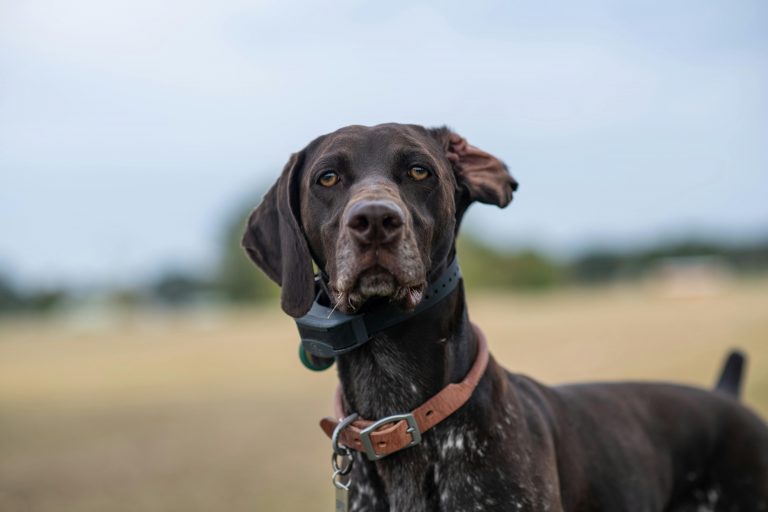 Best E-Collar for German Shorthaired Pointers (2026 Guide) | GSP Gear