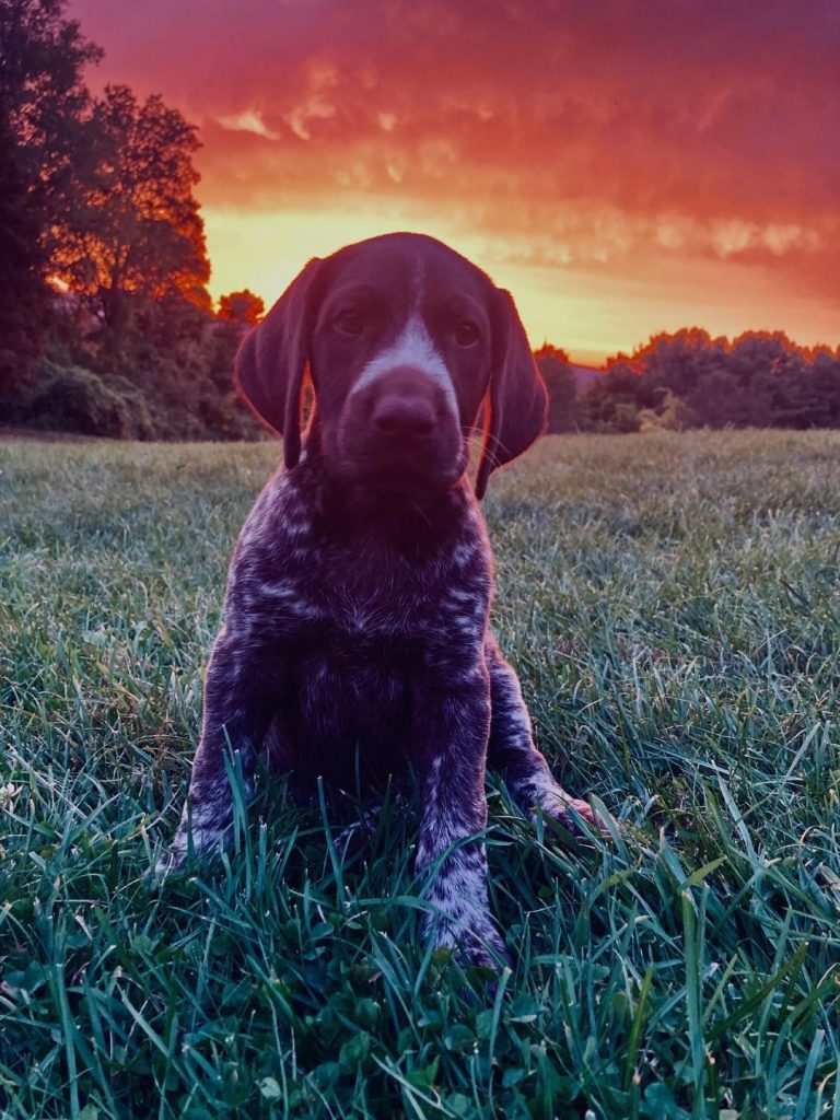 Best Training Dummies for GSP Puppies (What Actually Holds Up)