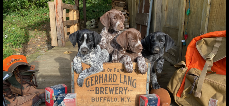 German Shorthaired Pointer Puppy Essentials: What I’d Buy Again