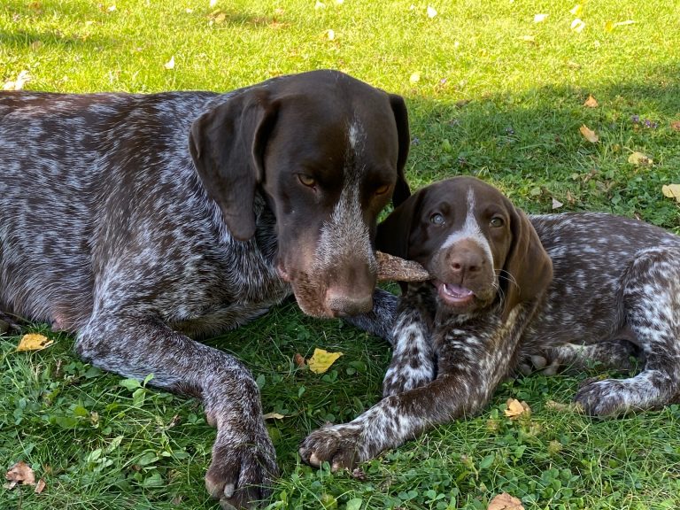 How to Train a GSP Puppy (What to Focus on First 30 Days)