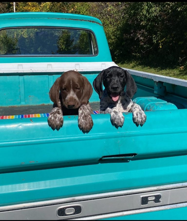 Best Puppy Crates for German Shorthaired Pointers (Plastic Travel Style)