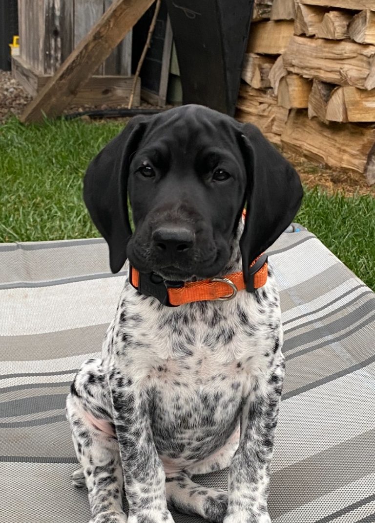 Best Puppy Toys for German Shorthaired Pointers