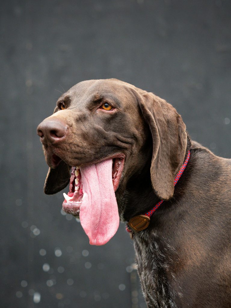 Best Cooling Gear for Hunting Dogs (Keep Your GSP Safe in Hot Weather)