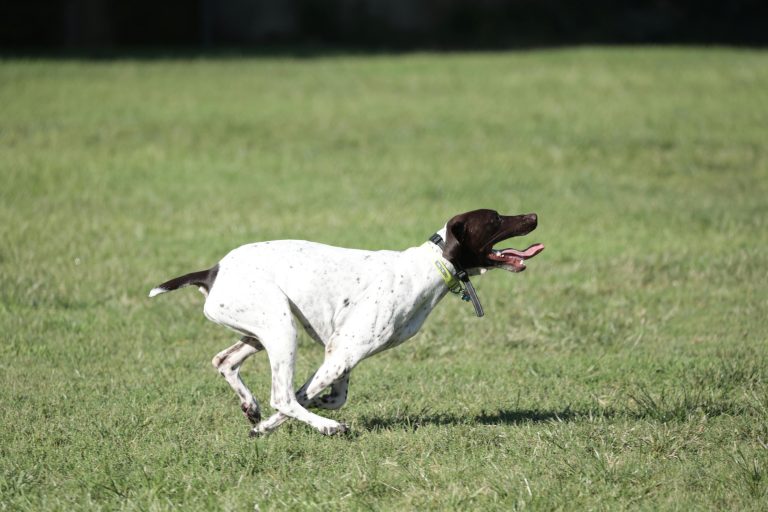 How to Condition a German Shorthaired Pointer for Hunting Season