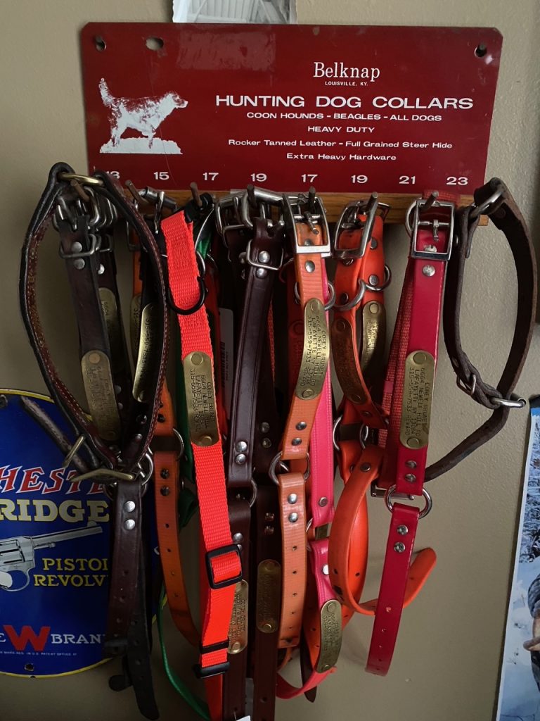 What Should Be on a German Shorthaired Pointer’s Collar Tag?