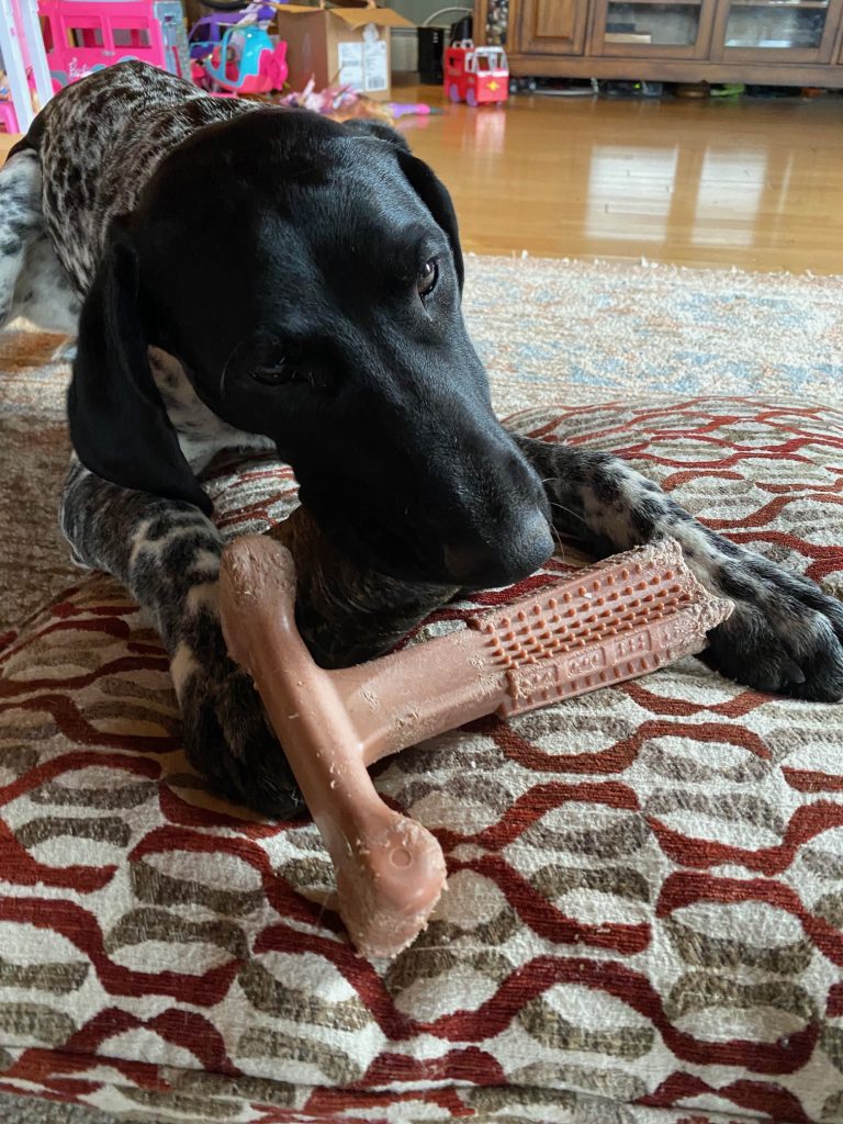How to Stop a GSP from Chewing Everything (Puppy to Adult Fix)