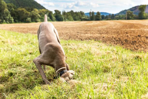 Why Is My GSP Digging Holes? (And How to Stop It Fast)
