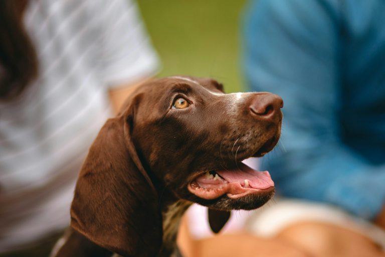 Why Is My GSP Whining So Much? (And How to Fix It)