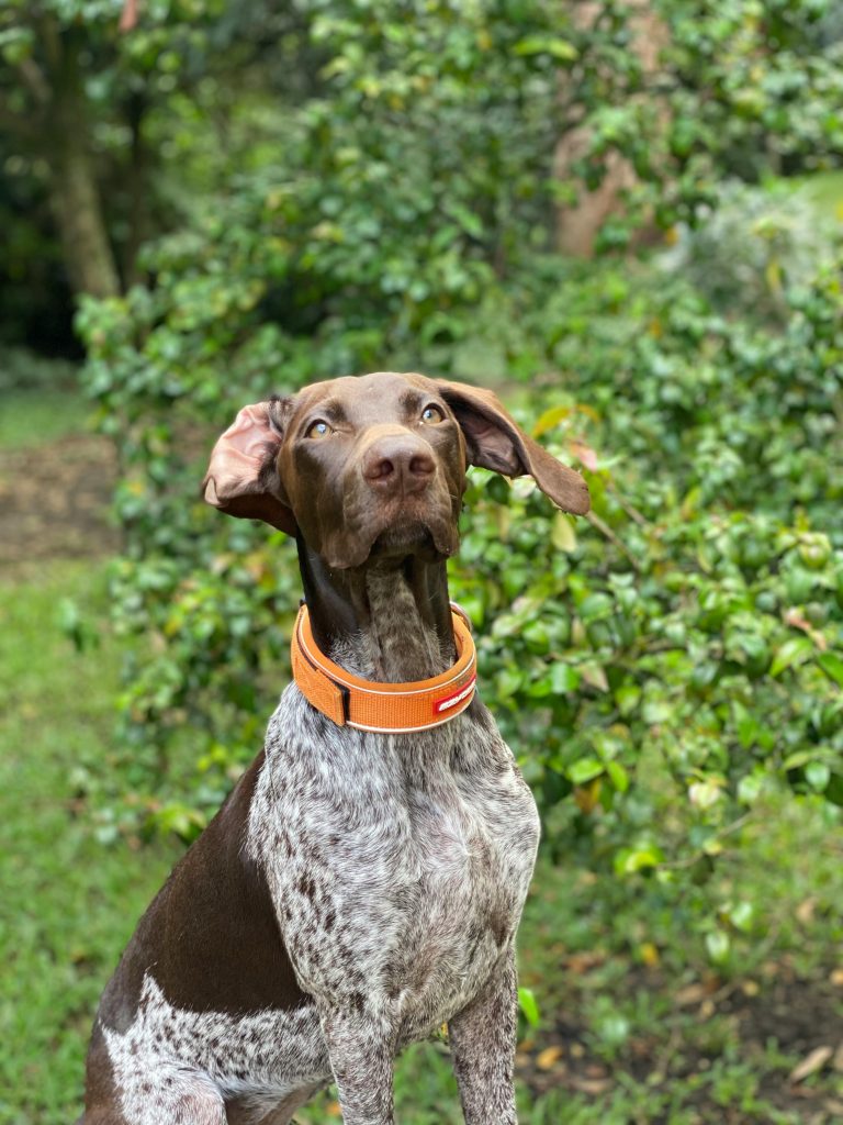 Best Collars and Harnesses for German Shorthaired Pointers