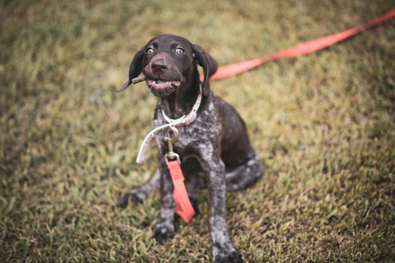 What Type of Leash Is Best for a GSP? (Training vs Everyday Use)