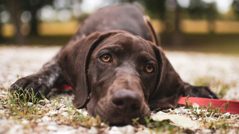 When Do German Shorthaired Pointers Calm Down?