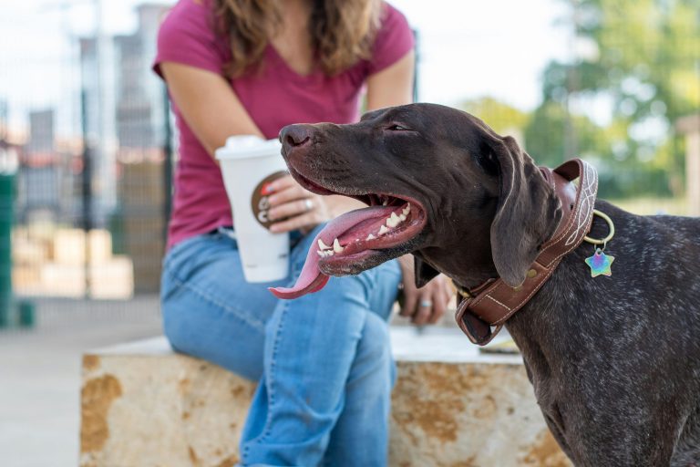 How to Socialize a GSP Puppy (Without Overwhelming Them)