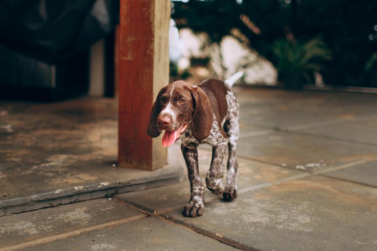 How Long Can a GSP Puppy Hold Its Pee? (Day vs Night Guide)