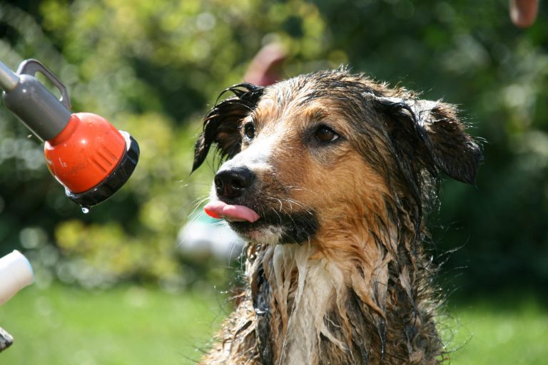 Outdoor Dog Wash Setup: Why a Hot & Cold Wall Faucet Is a Game Changer