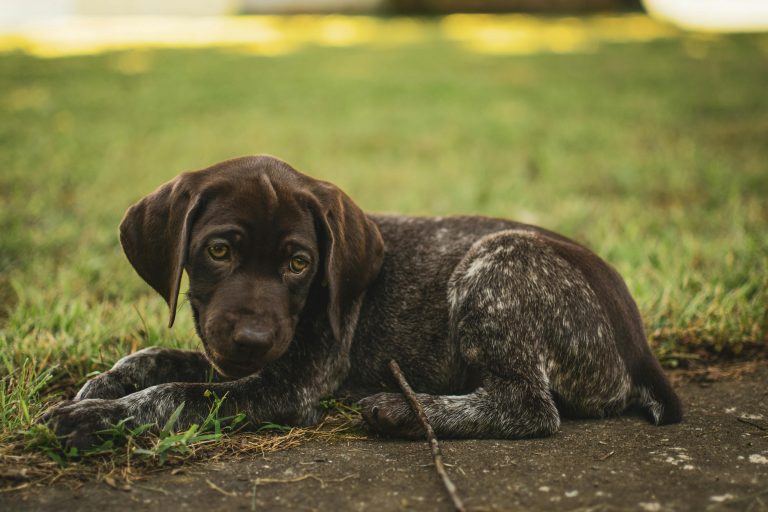 First Night With a GSP Puppy: What to Expect (And What to Do When They Cry)
