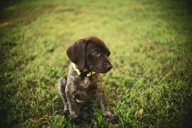 How Often Should a GSP Puppy Go Outside? (By Age Guide)